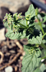 Trichodesma ehrenbergii