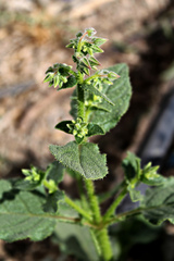 Trichodesma ehrenbergii