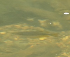 Melanotaenia splendida splendida