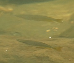 Melanotaenia splendida splendida