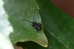 Callidiellum rufipenne