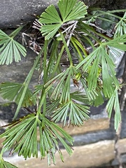 Actiniopteris radiata