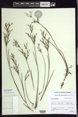 Juncus brachycephalus