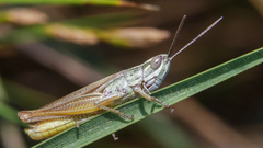 Euchorthippus pulvinatus