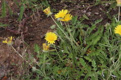 Arctotis arctotoides