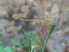 Ceriagrion coromandelianum