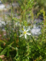 Hemerocallidoideae