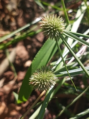 Cyperus brevifolioides