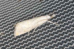 Haimbachia squamulellus