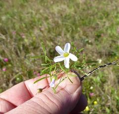 Oxalis pusilla