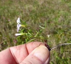 Oxalis pusilla