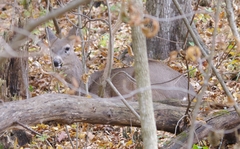 Odocoileus virginianus macrourus