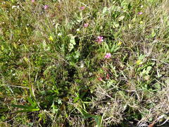 Oxalis pusilla