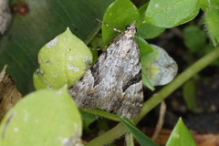 Dichromodes anelictis