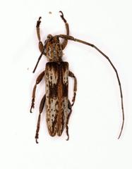 Planodema bimaculata