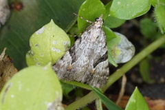 Dichromodes anelictis