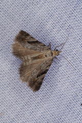 Dichromodes anelictis