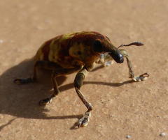 Hypolixus flavicornis