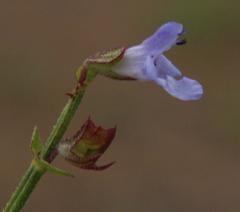 Salvia stenophylla