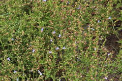 Salvia stenophylla