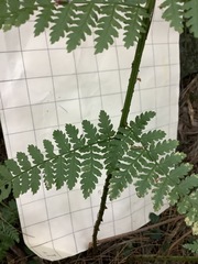 Dryopteris × boottii