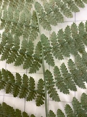 Dryopteris × boottii