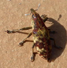 Hypolixus flavicornis