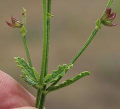 Salvia stenophylla
