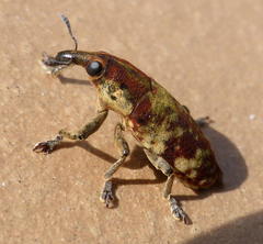 Hypolixus flavicornis