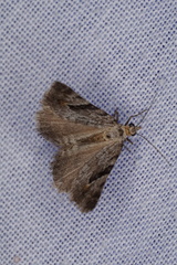 Dichromodes anelictis