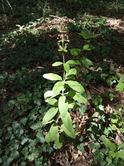 Lysimachia verticillaris
