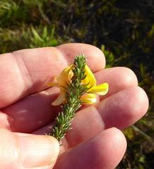 Aspalathus chortophila