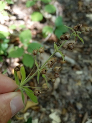 Lysimachia verticillaris