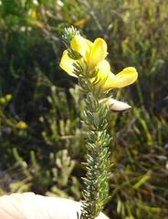 Aspalathus chortophila