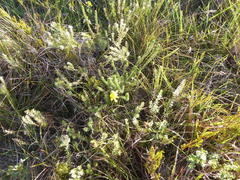 Aspalathus chortophila