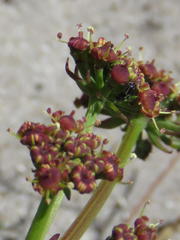 Notobubon ferulaceum
