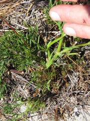 Notobubon ferulaceum