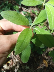 Lysimachia verticillaris