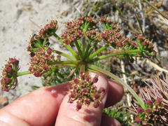 Notobubon ferulaceum