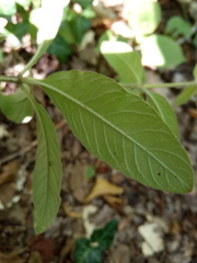 Lysimachia verticillaris