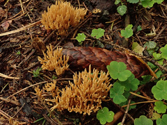 Phaeoclavulina flaccida