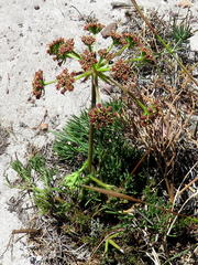 Notobubon ferulaceum