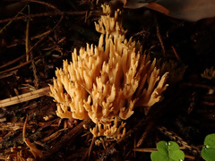 Phaeoclavulina flaccida