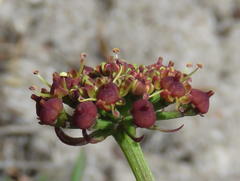 Notobubon ferulaceum