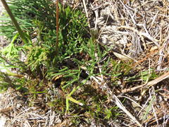 Notobubon ferulaceum