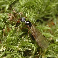 Aphaenogaster picea