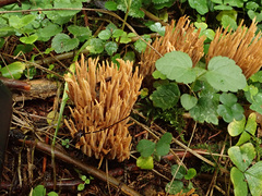 Phaeoclavulina flaccida