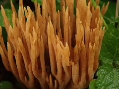 Phaeoclavulina flaccida