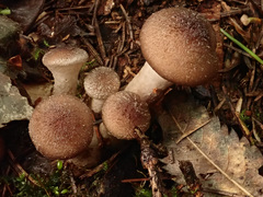 Armillaria cepistipes