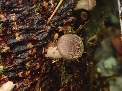 Armillaria cepistipes